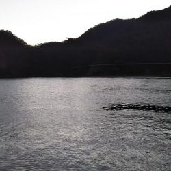 終盤アオリイカ