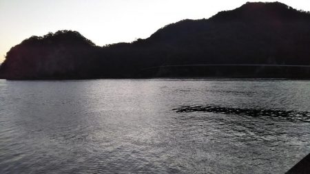 終盤アオリイカ