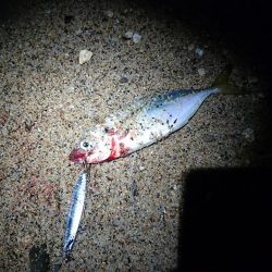 サゴシ狙いでアジ釣れました