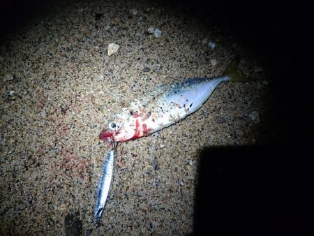 サゴシ狙いでアジ釣れました