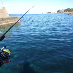 デイライトゲーム