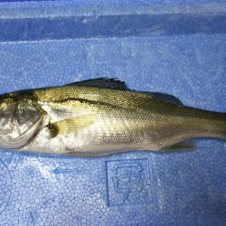 サビキでアジ釣り