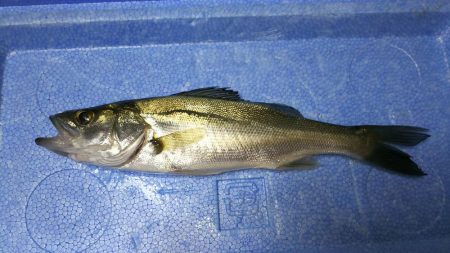 サビキでアジ釣り