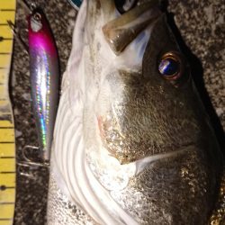 夕練シーバス前にガッシーも調査