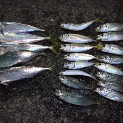 アジング＆サバゲー