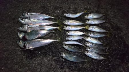 アジング＆サバゲー