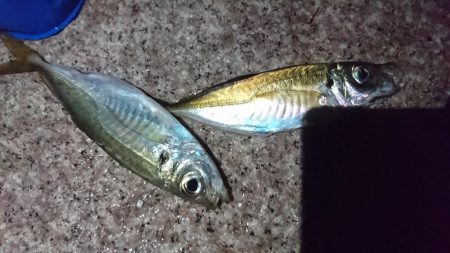 サバ、アジ、セイゴ、メバル、サヨリ