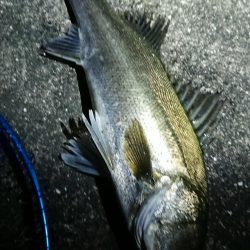 夕練はガッシー調査からシーバスハンティング