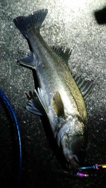 夕練はガッシー調査からシーバスハンティング