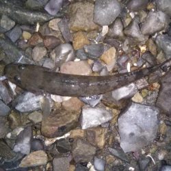 ゴロタで根魚狙い