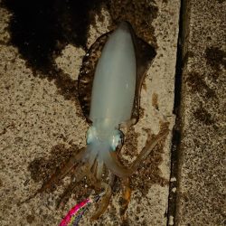 約１ヵ月ぶりに❗