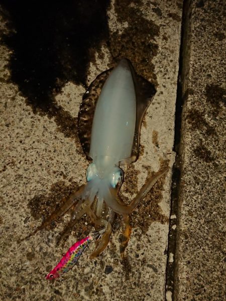 約１ヵ月ぶりに❗