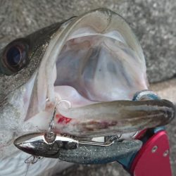 朝練はシーバスハンティングonly