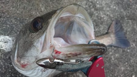 朝練はシーバスハンティングonly