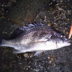 ボイルの正体は？