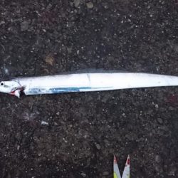 タチウオ プチ遠征でツ抜け