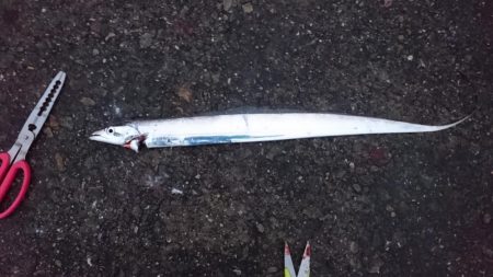 タチウオ プチ遠征でツ抜け