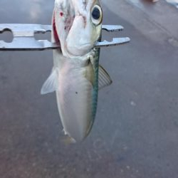 タチウオ南港マイポイント釣行