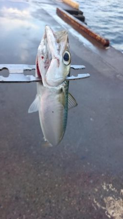 タチウオ南港マイポイント釣行