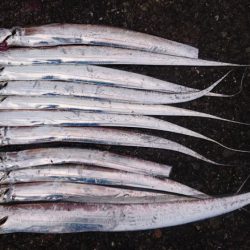 泉大津エリア タチウオ遠征