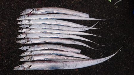 泉大津エリア タチウオ遠征