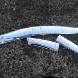 今ｼｰｽﾞﾝおき入りの泉大津ｴﾘｱにタチウオ釣行