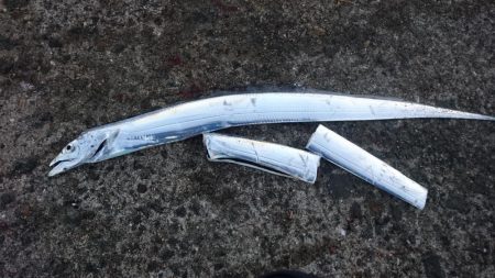 今ｼｰｽﾞﾝおき入りの泉大津ｴﾘｱにタチウオ釣行