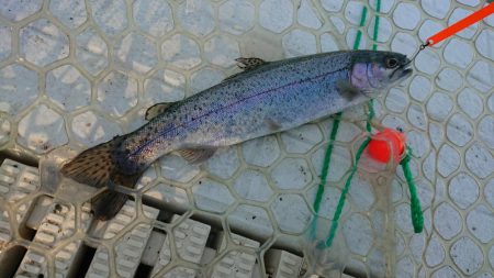 新管釣り場エリアトラウト短時間出撃！