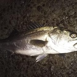 シーバスフィッシング