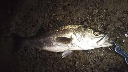 シーバスフィッシング