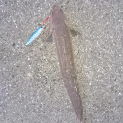 貧果でも釣れてよかった