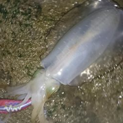 イカが釣れたからいーか