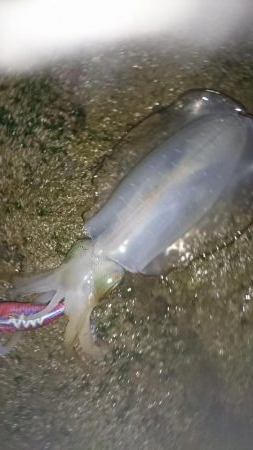 イカが釣れたからいーか