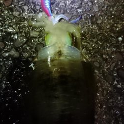 雨にも負けずしゃくります