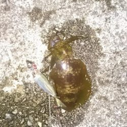 まだまだ小さい