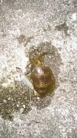 まだまだ小さい