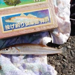 播磨新島へ釣行しました