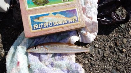 播磨新島へ釣行しました