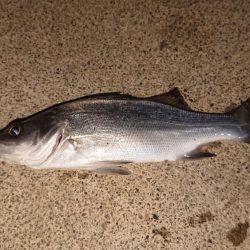 メバルの活性も上がって来てます