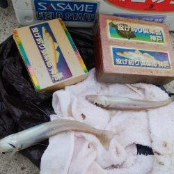 都志へ落ちギス釣査