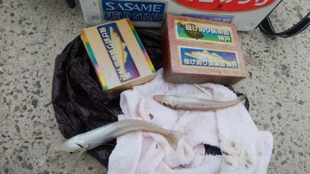 都志へ落ちギス釣査