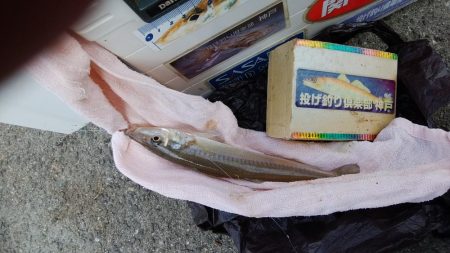 近場の江井ヶ島でハゼ釣り