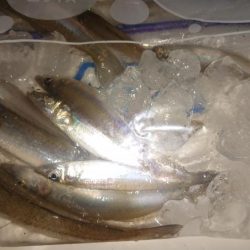 味を占めて連日釣行