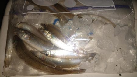 味を占めて連日釣行