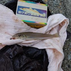 東二見水道で落ちギス釣り