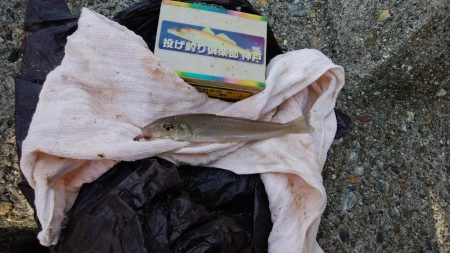 東二見水道で落ちギス釣り