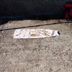 播磨新島で落ちギス釣り