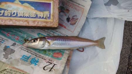 東二見水道で落ちギス釣査