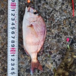 マコガレイ‼️