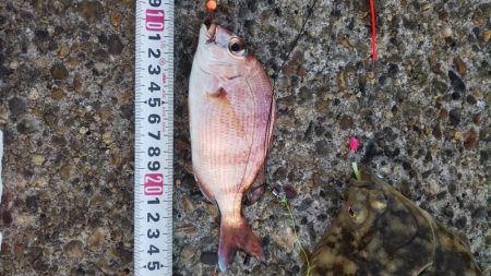 マコガレイ‼️